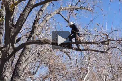 Snimka certificiranog tree workera (arborist)